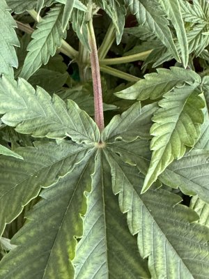 IMG_6931.jpeg