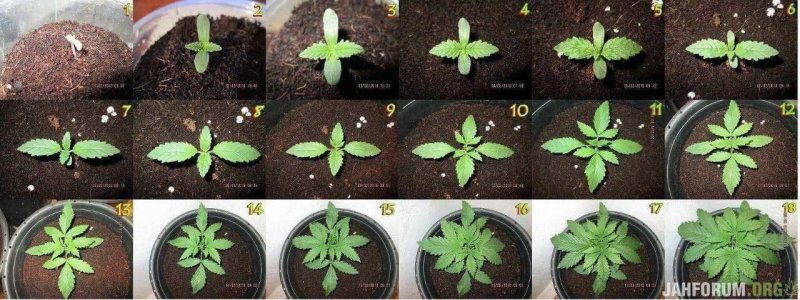 IMG_3123.jpeg