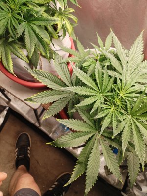IMG_20250628_175952.jpg