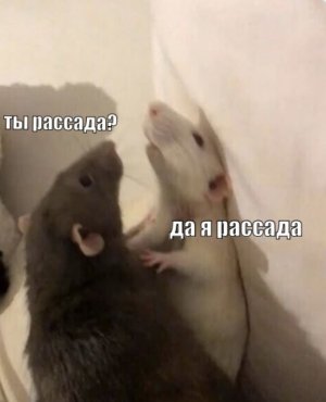 IMG_5205.jpeg