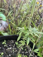 IMG_7428.jpeg