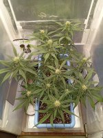 36 дн (1).jpg