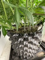 IMG_0803.jpeg