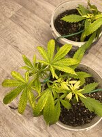 IMG_6904.jpeg