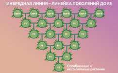 CHto-takoe-inbrednaya-liniya__kU3lDqvkM4aXUylJ.jpg