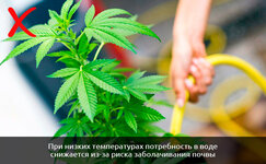Ne-zalivajte-rasteniya__4fGwG671KBfXDKNF.jpg Ne-zalivajte-rasteniya__4fGwG671KBfXDKNF.jpg
