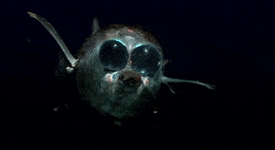 1288394fa3f45da8c89270249b764838.gif 1288394fa3f45da8c89270249b764838.gif