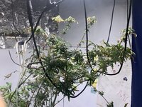IMG_1038.jpeg