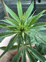 IMG_3683 2.jpeg