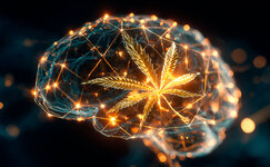 brain.jpg