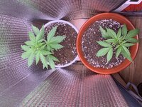 IMG_5306.jpeg