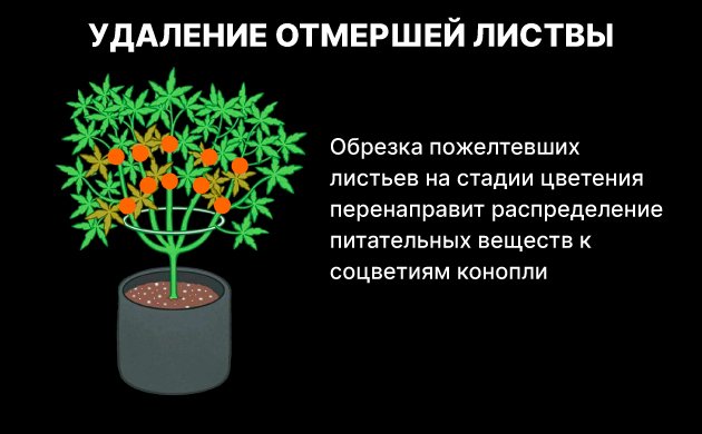 Обрезка желтых листьев конопли Обрезка желтых листьев конопли
