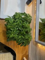 IMG_0160.jpeg
