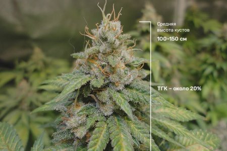 Osobennosti rastenij s genetikoj White Widow.jpg Osobennosti rastenij s genetikoj White Widow.jpg