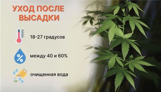 Уход за автоцветом в домашних условиях Уход за автоцветом в домашних условиях