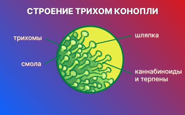 Для чего нужны трихомы Для чего нужны трихомы