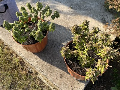 F288F571-A377-401C-8D61-D4F2ACB411DB.jpeg F288F571-A377-401C-8D61-D4F2ACB411DB.jpeg