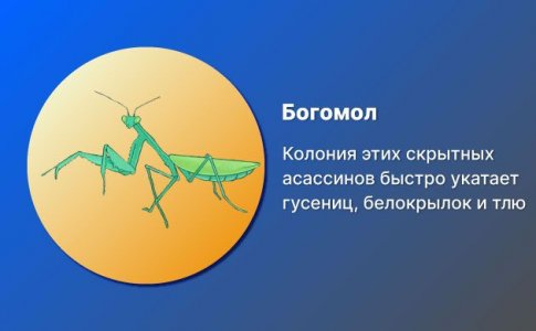 Богомол Богомол