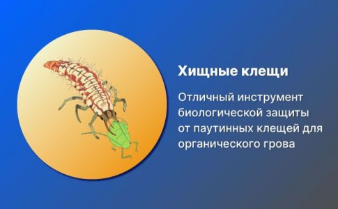 Хищные клещи Хищные клещи