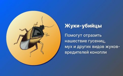 Жуки-убийцы Жуки-убийцы