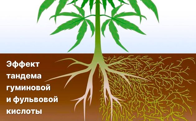Преимущества гуминовой и фульвовой кислот при выращивании конопли Преимущества гуминовой и фульвовой кислот при выращивании конопли