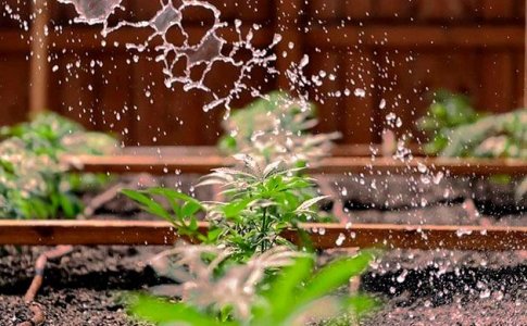 Компостный чай для удобрения конопли Компостный чай для удобрения конопли