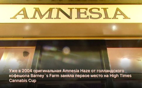 сорт Амнезия сорт Амнезия