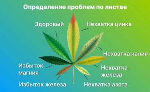 Определение проблем конопли Определение проблем конопли