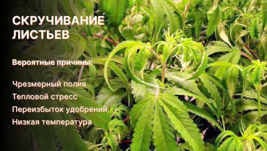 Скручивание листьев конопли