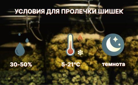 Зачем нужна пролечка шишек конопли Зачем нужна пролечка шишек конопли