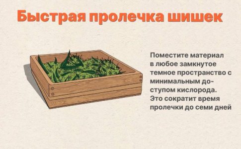 Быстрая пролечка шишек конопли Быстрая пролечка шишек конопли