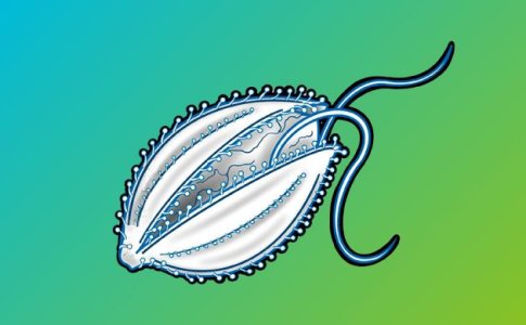 Генетика и селекция конопли, поколения семян каннабиса