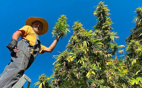 Быстрое выращивание конопли в аутдоре Быстрое выращивание конопли в аутдоре