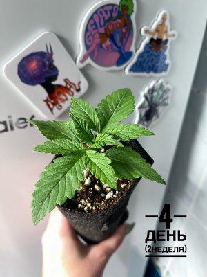 IMG_8407.jpeg