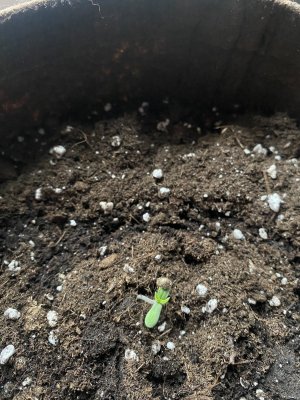 IMG_0787.jpeg