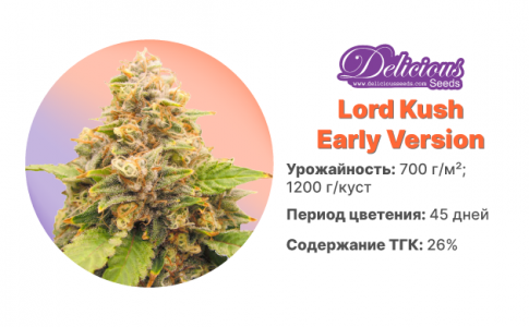 Lord Kush Early Version Lord Kush Early Version