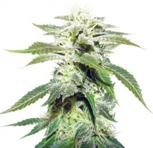 original white widow.jpg original white widow.jpg