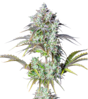 original big bud.png original big bud.png
