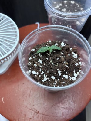 IMG_5052.jpeg