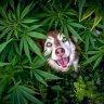 2cha